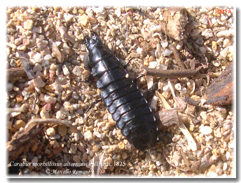 In Sicilia ancora tempo da lupi... e da Carabus morbillosus